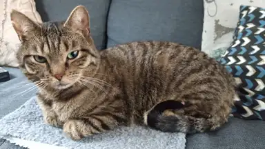 40m2 Appartamento in affitto per 1000€/mese a Kromme Nieuwegracht, Utrecht